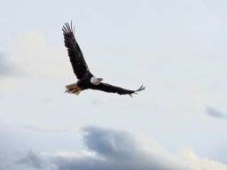 Photowalk - Hohenwerfen Castle - Falconry Austria